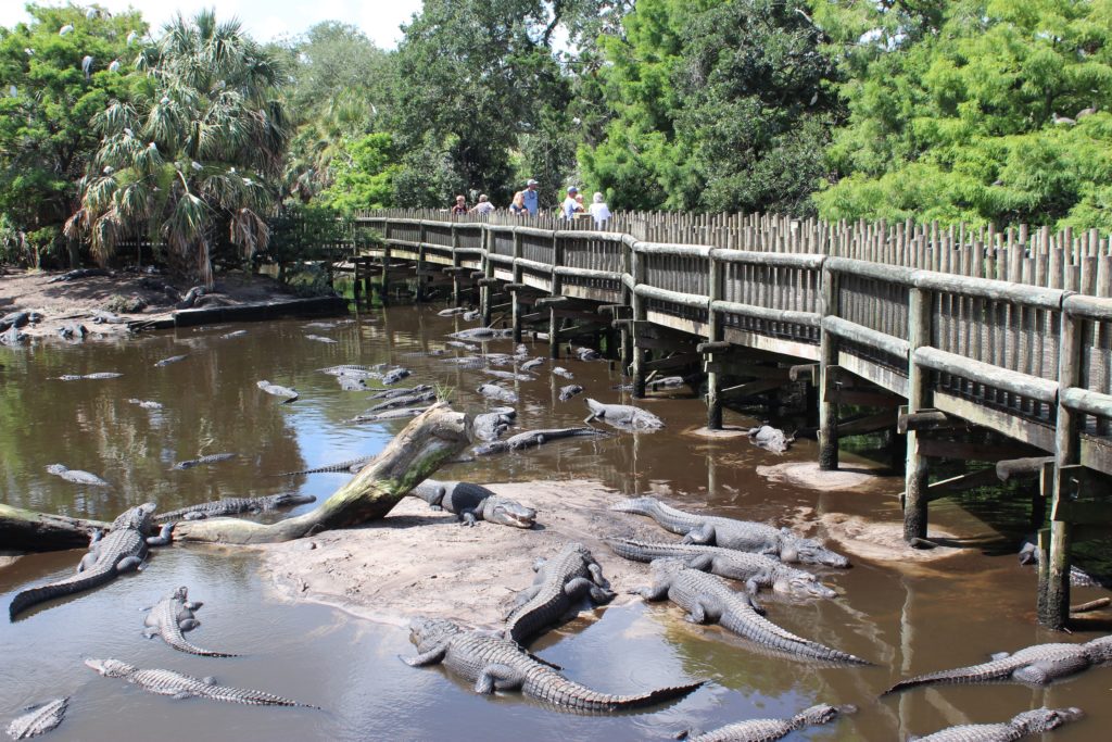 Los Niños Pueden Visitar la Costa Histórica de Florida sin Salir de Casa