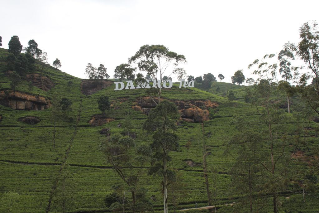 Ceylon Tea en Sri Lanka Ceylon Tea en Sri Lanka