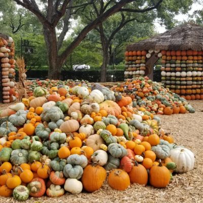 Los Mejores Pumpkin Patches de DFW