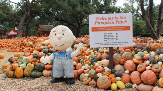 Dallas Arboretum Otoño Charlie Brown