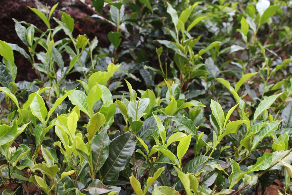 Ceylon Tea en Sri Lanka Las Plantaciones de Té en Sri Lanka- Historia, Tours y probamos el Ceylon Tea