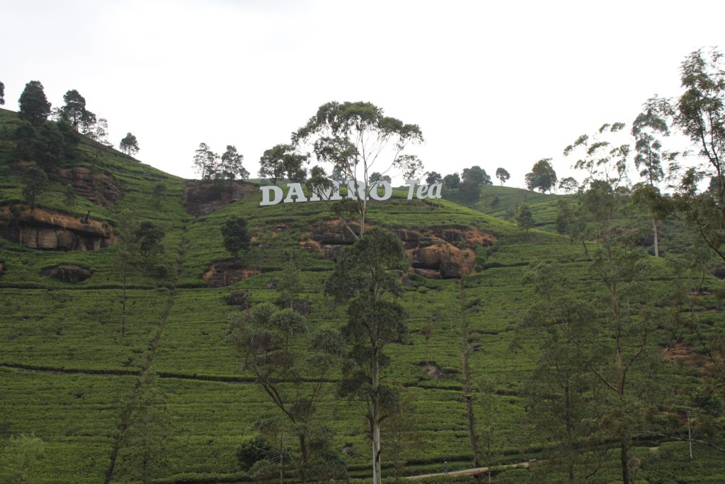 Ceylon Tea en Sri Lanka