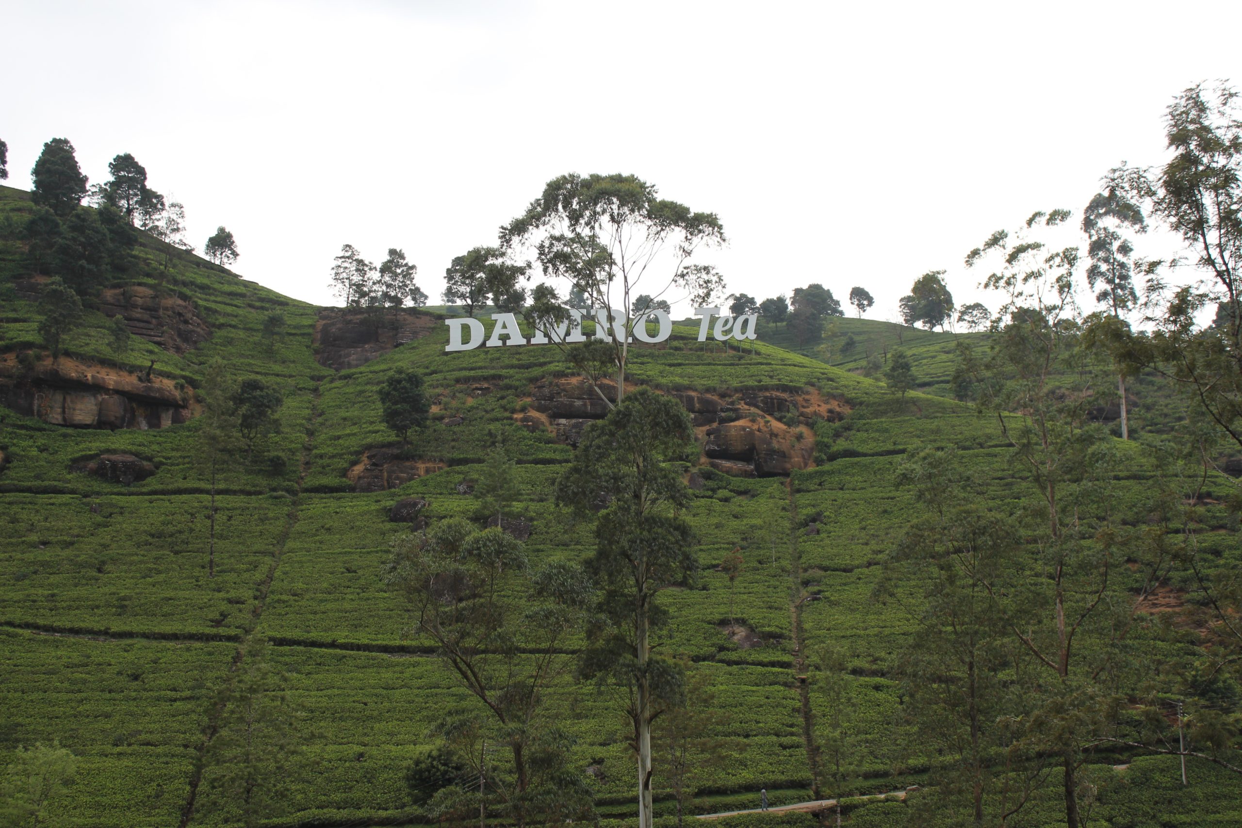 Ceylon Tea en Sri Lanka Ceylon Tea en Sri Lanka