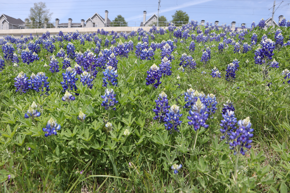 Donde Encontrar Campos de Bluebonnets en Texas