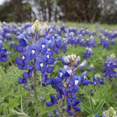 Donde encontrar y ver campos de Bluebonnets en Texas, los mejores lugares para tomarse fotos