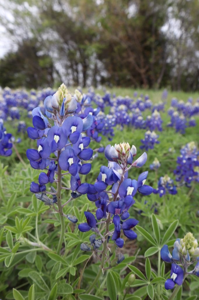 Donde Encontrar Campos de Bluebonnets en Texas Donde Encontrar Campos de Bluebonnets en Texas