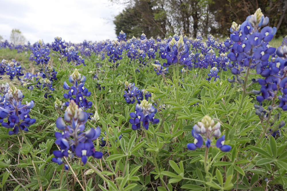 Los mejores campos de Bluebonnets en Texas