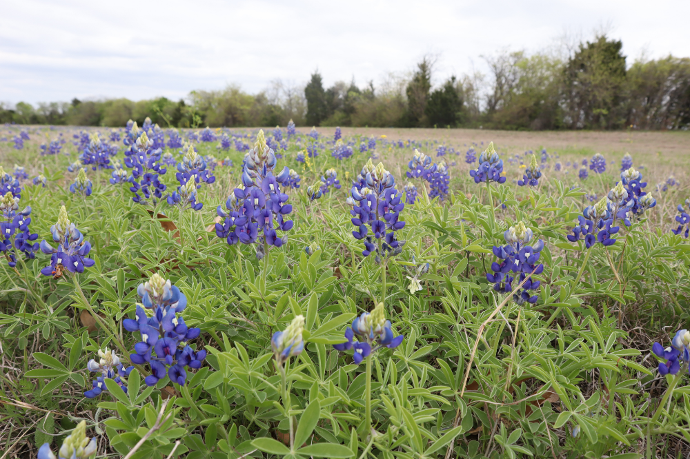 Donde Encontrar Campos de Bluebonnets en Texas Donde Encontrar Campos de Bluebonnets en Texas