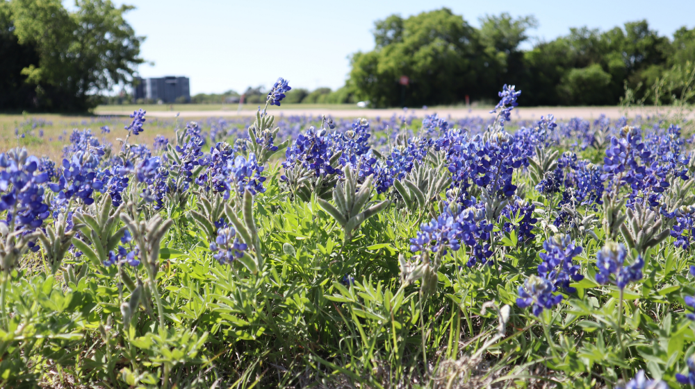 Los mejores sitios para encontrar campos de bluebonnets en Texas Los mejores sitios para encontrar campos de bluebonnets en Texas