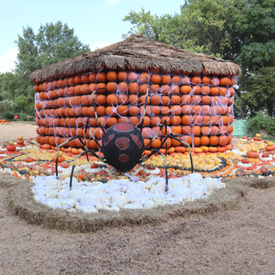 Otoño con Bugtopia en el Dallas Arboretum 2021