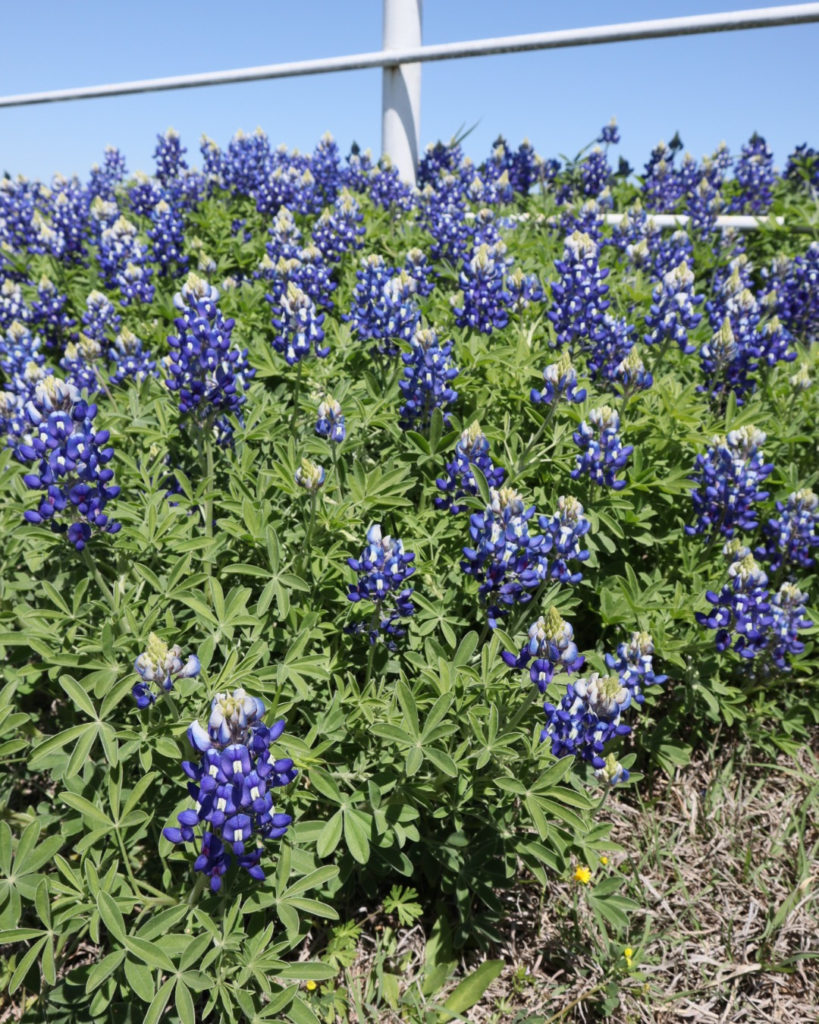 Sitios donde ver y tomar fotos de bluebonnets