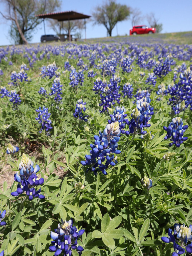Ennis, Texas Bluebonnets Ennis, Texas Bluebonnets