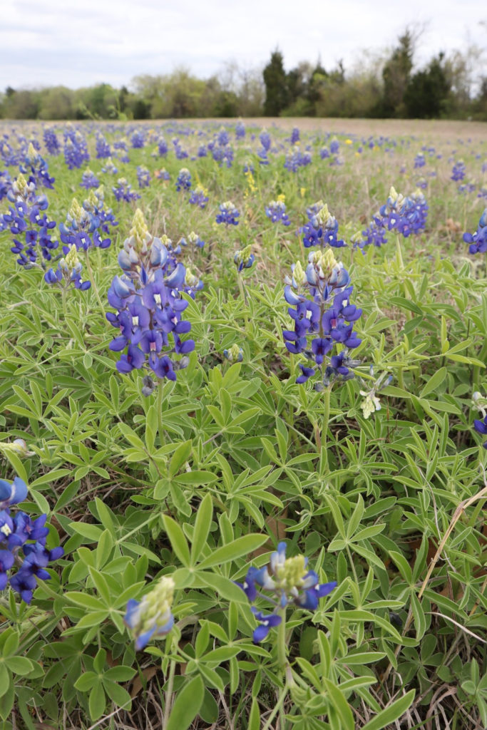 Bluebonnets- Grapevine, Texas Bluebonnets- Grapevine, Texas